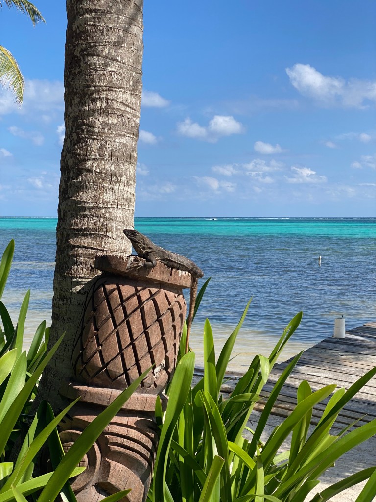 iguana on post